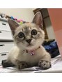 リシェル アイラッシュ 平塚店(Richelle eyelash)&nbsp;猫ちゃん9匹います！他にも飼っていたぐらい動物好きです！