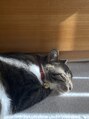 オッフェン 新越谷駅前店(offen)&nbsp;猫、3匹飼ってます！この子は最近隣でに寝てくれます。