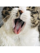 ダルマ(Dharma)&nbsp;甲田 春奈