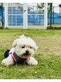 ココムーン(KoKo moon) 愛犬マルチーズ&トイプードルのももちゃん。朝夜散歩が日課です