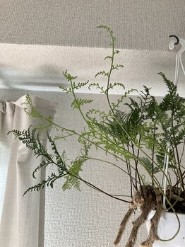 リンカ(Rinca)/シダ！毛穴/脱毛/フェイシャル