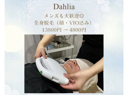 ダリア(Dahlia)の写真