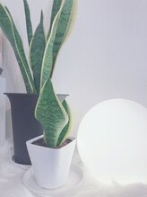 ドクターエピ(Dr.Epi)/植物と間接照明