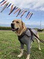 サロンイーエフ 池袋店(salon EF) 実家で飼っているラブラドールのやまとくんです♪