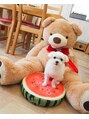 アモネイル バイ プライベートサロン(amonaiL by privatesalon)&nbsp;癒し担当☆マルチーズ恋萌☆看板犬として在中しております