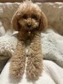 ネイルサロン リーチェ(Riche)&nbsp;愛犬のココです。私の癒し！