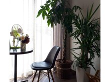 パステル(PASTEL)/