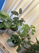 ソワカ(SOWAKA)/目に優しいグリーン