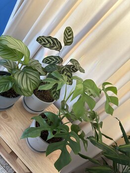 ソワカ(SOWAKA)/目に優しいグリーン