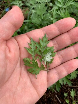 アレミュ(Allez mieux)/今年の新芽のよもぎ