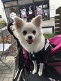 シイ(She)&nbsp;看板犬 レアちゃん