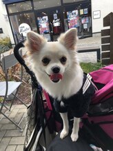 シイ(She) 看板犬 レアちゃん