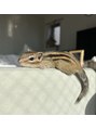 クレオ 中目黒店(Cleo)&nbsp;シマリスを飼ってます♪名前はぽむくん！