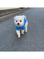 ハウオリラニ 自由が丘店(Hau'oli Lani) 散歩が大好きな愛犬のレオくんです!毎日癒されてます♪