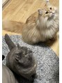 ビビ マウリ(美美 mauli) 我が家の愛猫です!皆様のペット話し是非聞かせてください^ ^
