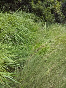 フィール(feel)/アレル源夏草