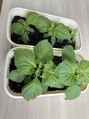コロン(Colon)&nbsp;家庭菜園が趣味です♪写真は紫蘇