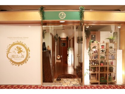 魔法の森の写真