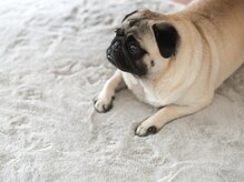 パグーグー(puguu...guu...)/看板犬のマロン