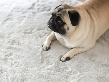 パグーグー(puguu...guu...)/看板犬のマロン