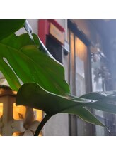 アマナムグリーン(Amanam green)/雨の日の古民家サロン