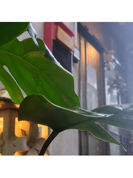 アマナムグリーン(Amanam green)/雨の日の古民家サロン