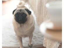 パグーグー(puguu...guu...)/看板犬のマロン