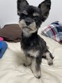 ポーラ リサ 南船場店(POLA R－isa)&nbsp;愛犬のソラくん。チワワとヨークシャテリアのミックスです♪