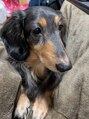 サニーラネイル(Sunny La Nail)&nbsp;かわいいかわいい愛犬2匹います☆
