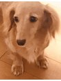 キャンアイドレッシー 奈良新大宮店(Can I Dressy) 愛犬♪おばあちゃんマリン♪