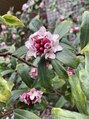 癒し~ぷ 高田馬場店 花が好きです。これは春に咲く沈丁花。いい香りがします。