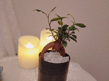 ルルドアージュ(luludoor-ge)/小さなガジュマルくん