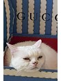 眉毛の王様 宇都宮店&nbsp;愛猫です。動物全般好きなのでぜひ、お話ししましょ～[宇都宮]