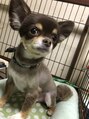 ニコホリ(NIKOHORI) 愛犬のチョコ