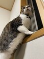 ブルーム ラグジュアリー 町田店(BLOOM luxury)&nbsp;実家で飼っている猫です！ツンデレな性格がとっても可愛い★