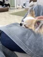 アジアンリラクゼーション ヴィラ 手稲店(asian relaxation villa)&nbsp;犬カフェで癒されました！いつかは飼ってみたいU^ェ^U