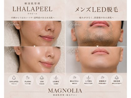 マグノリア(MAGNOLIA)の写真