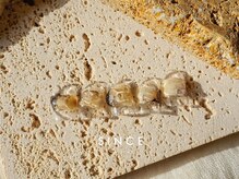 シンス(Since)/10月 monthly (富高)