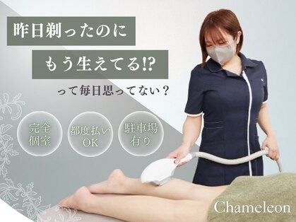 カメレオン(Chameleon)の写真