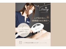 デイジー(Daisy)