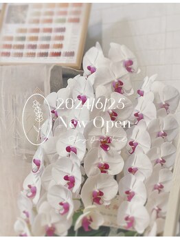 プラスワン(PLUSONE)/素敵な胡蝶蘭いただきました