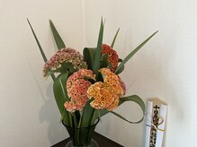 アフェットレガーレ 京都三条店(affetto legare)/今回のお花はケイトウです。