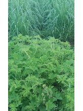 テラ エステ リラクゼーション(Te ra)&nbsp;林 