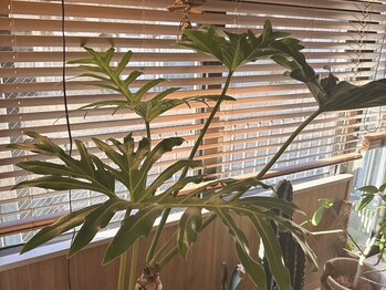 アーユルヴェーダ エステサロン ラーマ(RaaMa)/海老名の隠れた名店