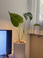 癒し~ぷ 本八幡店 植物とお花がすきです:)