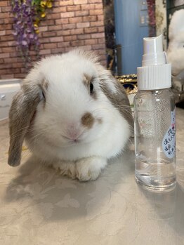 健康イン(健康IN)/癒し副リーダー　ラテ