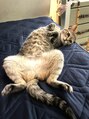 ニカ(NiCA) 愛猫どんぐりpart２