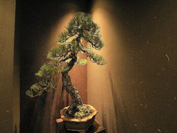 アルセア(ALCEA)/こだわりの盆栽★