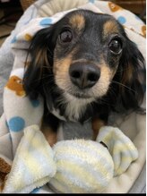 モモ 京橋(momo)&nbsp;HANA 