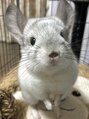 ラキ(Laki)&nbsp;実家のチンチラ(〃ω〃)